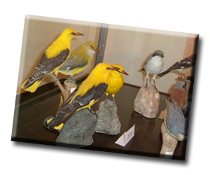 Museo Ornitologico -  Chiaramonte